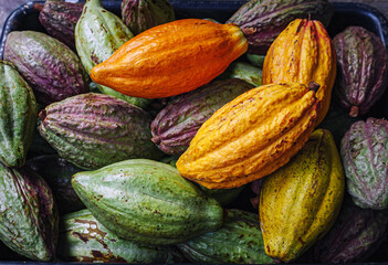 Ripe yellow cacao pods or cocoa fruit and raw cacao fruit