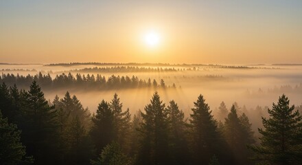 Fototapeta premium Serene Sunrise Over Misty Forest Landscape with Sunbeams and Tranquil Atmosphere