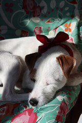 Jack Russell terrier dog on a chair in the room