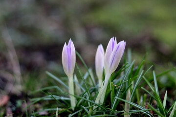 Purple crocuses in the grass. Early spring in Europe.