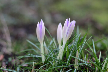 Purple crocuses in the grass. Early spring in Europe.