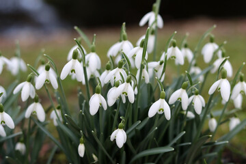 Snowdrop flowers (Galanthus nivalis) in spring