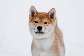 shiba inu puppy standing on snow, white and red dog, dogwalking concept