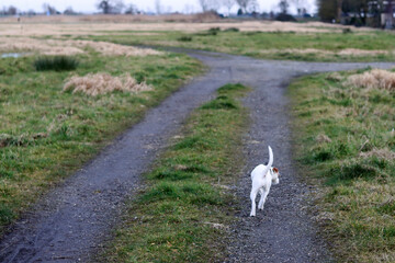 Fototapeta premium Jack Russell terrier running on a path in the countryside
