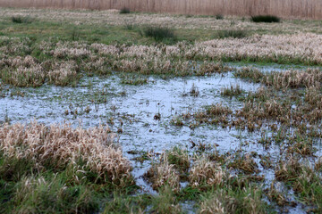 Wetland in the Netherlands with frozen grass and reeds.
