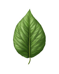 Obraz premium Green leaf, white isolate background