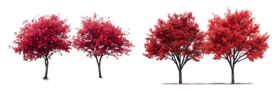 Set of a Two red trees, isolated on transparent background.