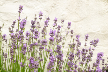 Side close up view of purple lavender flowers on white background in Cornwall, England