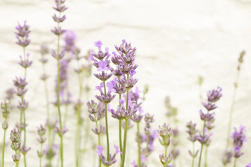 Side close up view of purple lavender flowers on white background in Cornwall, England