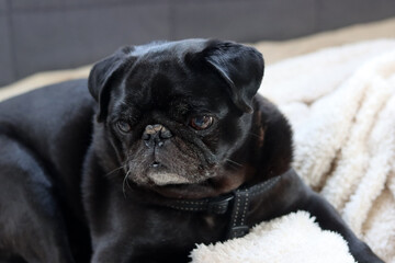 Black pug dog lying on the bed and looking at the camera. Brachycephalic dog breeds. 