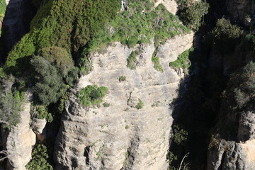 tree trunk in the cave