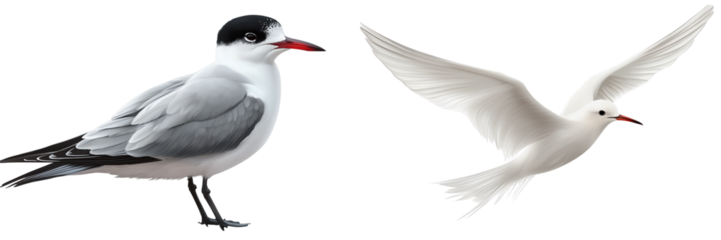 Set of a Arctic Tern bird, isolated on transparent background.
