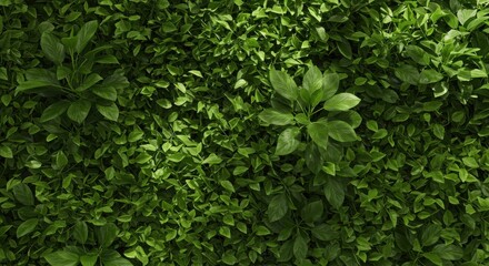 Obraz premium Lush green foliage with varying leaf shapes and textures in a natural setting