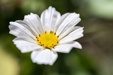 White cosmos isolated from green bokeh