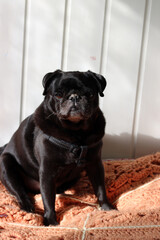 Cute black pug on the sofa 