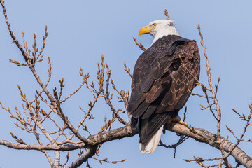 Bald eagle onn grey branch with out of place head feathers