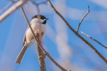 Black-capped chickadee on gray branch under blue sky