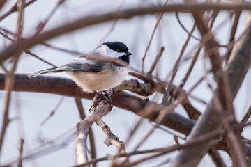 Black-capped chickadee on brown branch
