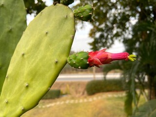 Close-up of red cactus flower