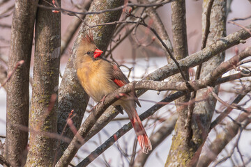 Cardinal female on brown branch amid branches and tree trunks