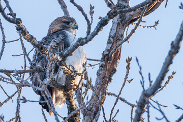 Cold red-tailed hawk on gray branch