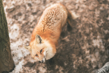 宮城にいるキツネ