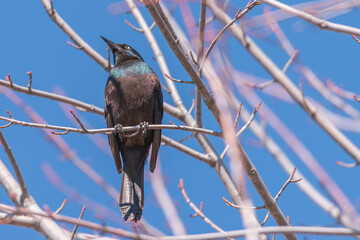 Grackle on gray branch looking up at blue sky