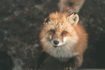 宮城にいるキツネ