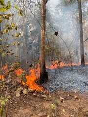 Wildfire image in mixed deciduous forest