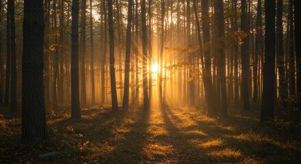 Obraz premium Serene sunrise illuminating a misty forest with golden rays filtering through trees