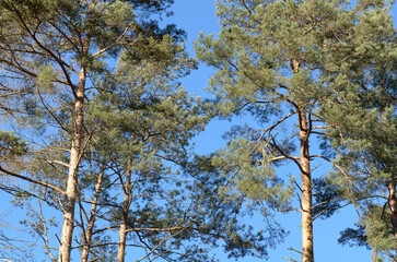 Tree trunks with bare branches and twigs in an european forest against blue sky on a sunny day, natural trees woodland landscape background