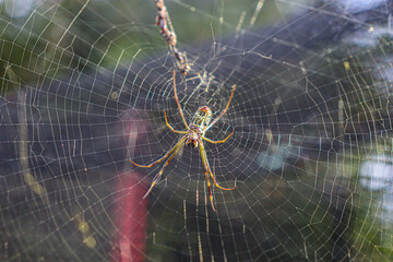 A beautiful spider in its web