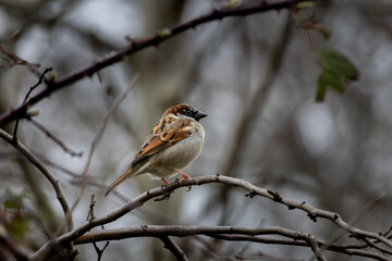 Closeup of male house sparrow (passer domesticus) sitting on bush branch.