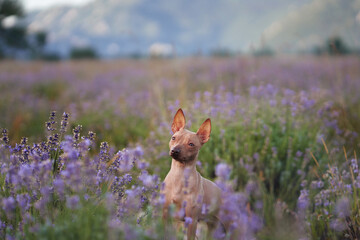 An American Hairless Terrier dog poses on a rocky path surrounded by blooming lavender, set against...