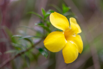 Side view of bright yellow flower Allamanda cathartica, golden trumpet, yellow allamanda, the flower stands out against a blurred green background. taken in Myanmar garden.