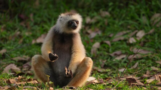 Diademed sifaka, Propithecus diadema, monkey in green grass forest in Andasibe Mantadia NP, Madagascar. Lemur in the nature habitat. Sifaka on the tree, sunny day. Wildlife Madagascar, lemur on tree.