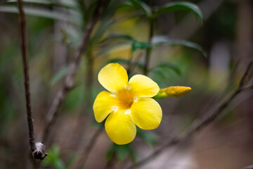 Close-up of a bright yellow flower blooming prominently, Allamanda cathartica or golden trumpet flowers. The soft yellow petals contrast beautifully with the dark brown stamens in the center.