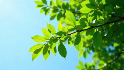 Foliage on a tree branch stretching towards the sky, natural, tree branch, green