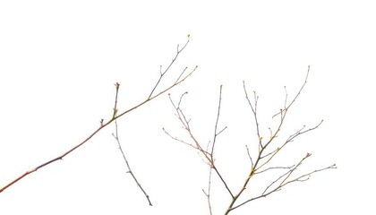 Fototapeta premium Delicate, bare branches isolated against a pure white backdrop, graphic, frost