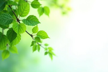 Leafy branches with green leaves against white background, nature, branches