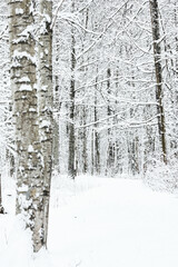 The heavy snowfall in a wild park, winter fairy tale in the forest, snow-covered tree branches, large flakes of snow are slowly falling, nobody, snow storm, blizzard