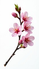Single branch with flowers on white background, branch, nature