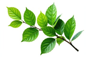 Fototapeta premium Large isolated tree branch with leaves on white background, forest branch, green branch, solitary branch