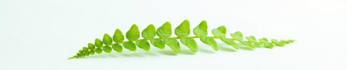 Single delicate fern frond on a clean and crisp white surface, greenery, nature, isolation