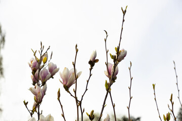 White and pink magnolia buds and flowers. Blooming in sunny spring. Beautiful sky and clouds in...