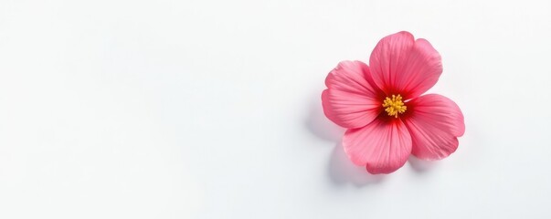Single flower on white background with shadows, solitary, isolated, petal