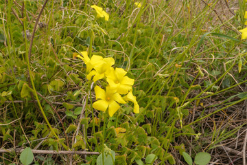 Der Nickende Sauerklee, oxalis pes-caprae ist eine mehrjährige, krautige Pflanze. Die zarten, sauer schmeckenden Blätter, Stängel und Blüten passen gut an Salate. Achtung enthält Oxalsäure.