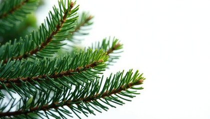 Spruce needles and branches isolated in white field, landscape feature, tree
