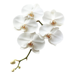 Phalaenopsis orchid flower png transparent background blooming buds