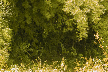 landscape of a dense bamboo grove in the shade with an area of ​​sunlit foliage forming a frame
